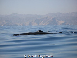 Sperm whales Oman by Patrik Engstrom 